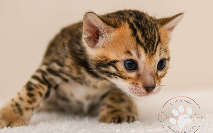 Bengal kitten for sale